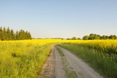 Sarı kolza tohumu tarlası ve ormanın içinden geçen köy yolu. Açık mavi gökyüzü. İlahi kırsal bir manzara. Tarım, akaryakıt endüstrisi, alternatif enerji, çevresel koruma, uzak yerler