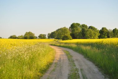 Sarı kolza tohumu tarlası ve ormanın içinden geçen köy yolu. Açık mavi gökyüzü. İlahi kırsal bir manzara. Tarım, akaryakıt endüstrisi, alternatif enerji, çevresel koruma, uzak yerler