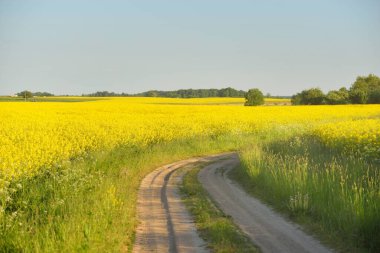 Sarı kolza tohumu tarlası ve ormanın içinden geçen köy yolu. Açık mavi gökyüzü. İlahi kırsal bir manzara. Tarım, akaryakıt endüstrisi, alternatif enerji, çevresel koruma, uzak yerler