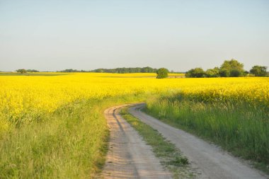 Sarı kolza tohumu tarlası ve ormanın içinden geçen köy yolu. Açık mavi gökyüzü. İlahi kırsal bir manzara. Tarım, akaryakıt endüstrisi, alternatif enerji, çevresel koruma, uzak yerler