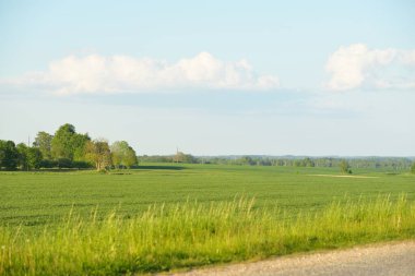 Güneşli bir günde yeşil tarlalarda ve ormanlarda araba sürmek. Açık mavi gökyüzü. Idyllic kırsal alanı, konsept manzarası. Doğa, uzak yerler, lojistik, yaz tatili, yol gezisi