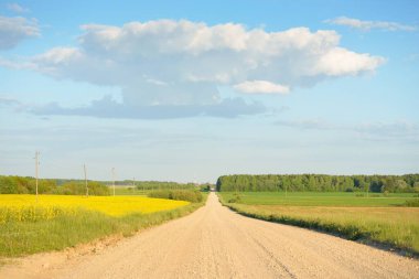Sarı kolza tohumu tarlası ve ormanın içinden geçen köy yolu. Elektrik güç hattı. Açık mavi gökyüzü. İlahi kırsal bir manzara. Uzak yerler, lojistik, iletişim, altyapı, ekoloji