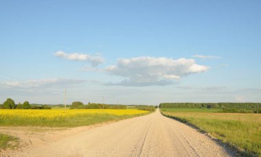Sarı kolza tohumu tarlası ve ormanın içinden geçen köy yolu. Elektrik güç hattı. Açık mavi gökyüzü. İlahi kırsal bir manzara. Uzak yerler, lojistik, iletişim, altyapı, ekoloji