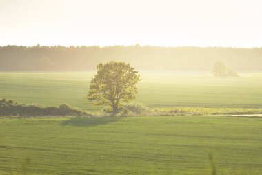 Gün batımında traktör izleri olan tarla tarlasının tepelerindeki kudretli meşe ağacı. Yakın plan. Resimli yaz manzarası. Idyllic kırsal kesim. Yumuşak güneş ışığı. Doğa, ağaçlar, çiftlik, kereste endüstrisi.