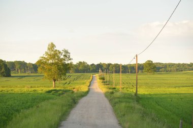 Güneşli bir günde yeşil tarlalarda ve ormanlarda araba sürmek. Açık mavi gökyüzü. Idyllic kırsal alanı, konsept manzarası. Doğa, uzak yerler, lojistik, yaz tatili, yol gezisi