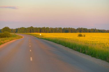Sarı kolza tohumu tarlasının içinden. Açık mavi gökyüzü. Elektrik hattı var. Idyllic kırsal kesim. Tarım, akaryakıt endüstrisi, alternatif enerji, çevresel koruma, uzak yerler