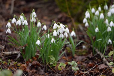 Çiçek açan beyaz Galanthus ormanının zemininde. Avrupa 'da ilkbahar başı. Saf doğa, çevre koruma, ekoloji, bahçıvanlık, peyzaj, vatandaşlık. Makrofotoğrafçılık