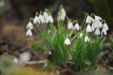 Çiçek açan beyaz Galanthus ormanının zemininde. Avrupa 'da ilkbahar başı. Saf doğa, çevre koruma, ekoloji, bahçıvanlık, peyzaj, vatandaşlık. Makrofotoğrafçılık