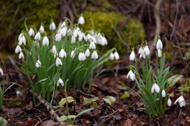 Çiçek açan beyaz Galanthus ormanının zemininde. Avrupa 'da ilkbahar başı. Saf doğa, çevre koruma, ekoloji, bahçıvanlık, peyzaj, vatandaşlık. Makrofotoğrafçılık