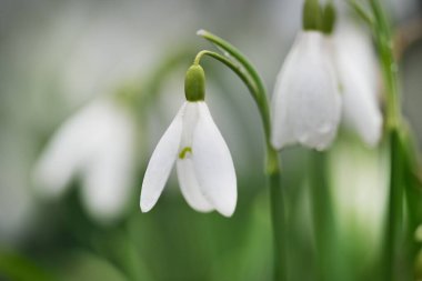 Çiçek açan orman çayırı, beyaz Galanthus (kar damlaları) yakın plan. Avrupa 'da ilkbahar başı. Saf doğa, çevre koruma, ekoloji, peyzaj, bahçıvanlık, parfüm. Barış ve neşe kavramları