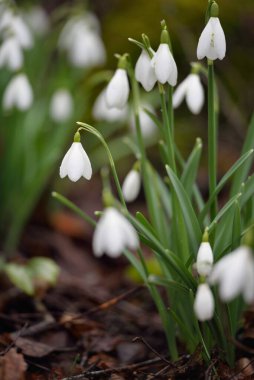Çiçek açan beyaz Galanthus ormanının zemininde. Avrupa 'da ilkbahar başı. Saf doğa, çevre koruma, ekoloji, bahçıvanlık, peyzaj, vatandaşlık. Makrofotoğrafçılık
