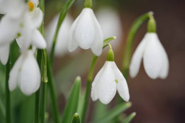 Çiçek açan orman çayırı, beyaz Galanthus (kar damlaları) yakın plan. Avrupa 'da ilkbahar başı. Saf doğa, çevre koruma, ekoloji, peyzaj, bahçıvanlık, parfüm. Barış ve neşe kavramları