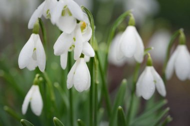 Çiçek açan orman çayırı, beyaz Galanthus (kar damlaları) yakın plan. Avrupa 'da ilkbahar başı. Saf doğa, çevre koruma, ekoloji, peyzaj, bahçıvanlık, parfüm. Barış ve neşe kavramları