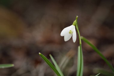 Çiçek açan orman çayırı, yalnız Galanthus (kar tanesi) çiçeği. Avrupa 'da ilkbahar başı. Doğa ana, çevre koruma, ekoloji, saflık, peyzaj, bahçıvanlık, parfüm. Barış ve neşe kavramları