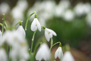 Çiçek açan orman çayırı, beyaz Galanthus (kar damlaları) yakın plan. Avrupa 'da ilkbahar başı. Saf doğa, çevre koruma, ekoloji, peyzaj, bahçıvanlık, parfüm. Barış ve neşe kavramları