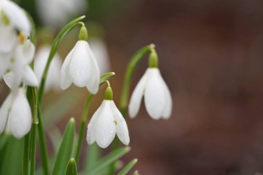 Çiçek açan orman çayırı, beyaz Galanthus (kar damlaları) yakın plan. Avrupa 'da ilkbahar başı. Saf doğa, çevre koruma, ekoloji, peyzaj, bahçıvanlık, parfüm. Barış ve neşe kavramları