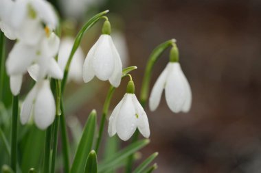 Çiçek açan orman çayırı, beyaz Galanthus (kar damlaları) yakın plan. Avrupa 'da ilkbahar başı. Saf doğa, çevre koruma, ekoloji, peyzaj, bahçıvanlık, parfüm. Barış ve neşe kavramları