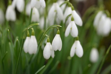 Çiçek açan orman çayırı, beyaz Galanthus (kar damlaları) yakın plan. Avrupa 'da ilkbahar başı. Saf doğa, çevre koruma, ekoloji, peyzaj, bahçıvanlık, parfüm. Barış ve neşe kavramları