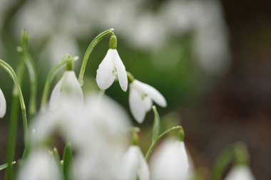 Çiçek açan orman çayırı, beyaz Galanthus (kar damlaları) yakın plan. Avrupa 'da ilkbahar başı. Saf doğa, çevre koruma, ekoloji, peyzaj, bahçıvanlık, parfüm. Barış ve neşe kavramları