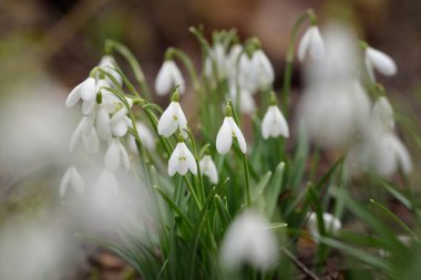 Çiçek açan orman çayırı, beyaz Galanthus (kar damlaları) yakın plan. Avrupa 'da ilkbahar başı. Saf doğa, çevre koruma, ekoloji, peyzaj, bahçıvanlık, parfüm. Barış ve neşe kavramları