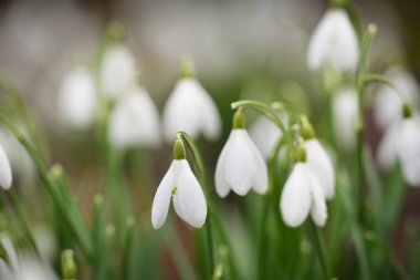Çiçek açan orman çayırı, beyaz Galanthus (kar damlaları) yakın plan. Avrupa 'da ilkbahar başı. Saf doğa, çevre koruma, ekoloji, peyzaj, bahçıvanlık, parfüm. Barış ve neşe kavramları