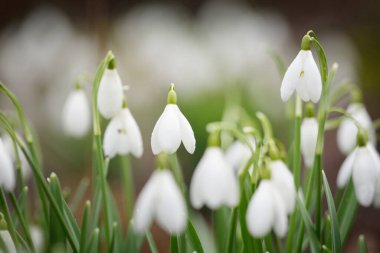 Çiçek açan orman çayırı, beyaz Galanthus (kar damlaları) yakın plan. Avrupa 'da ilkbahar başı. Saf doğa, çevre koruma, ekoloji, peyzaj, bahçıvanlık, parfüm. Barış ve neşe kavramları