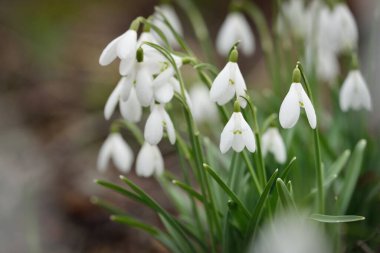 Çiçek açan orman çayırı, beyaz Galanthus (kar damlaları) yakın plan. Avrupa 'da ilkbahar başı. Saf doğa, çevre koruma, ekoloji, peyzaj, bahçıvanlık, parfüm. Barış ve neşe kavramları