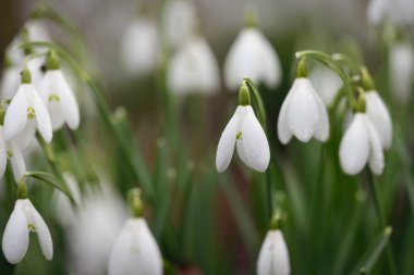 Çiçek açan orman çayırı, beyaz Galanthus (kar damlaları) yakın plan. Avrupa 'da ilkbahar başı. Saf doğa, çevre koruma, ekoloji, peyzaj, bahçıvanlık, parfüm. Barış ve neşe kavramları