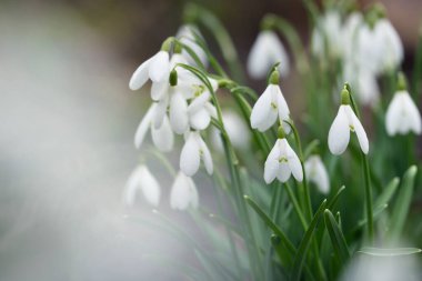 Çiçek açan orman çayırı, beyaz Galanthus (kar damlaları) yakın plan. Avrupa 'da ilkbahar başı. Saf doğa, çevre koruma, ekoloji, peyzaj, bahçıvanlık, parfüm. Barış ve neşe kavramları