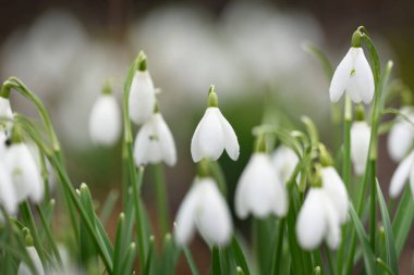 Çiçek açan orman çayırı, beyaz Galanthus (kar damlaları) yakın plan. Avrupa 'da ilkbahar başı. Saf doğa, çevre koruma, ekoloji, peyzaj, bahçıvanlık, parfüm. Barış ve neşe kavramları
