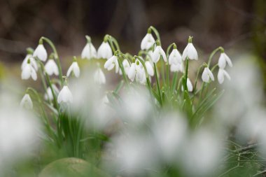 Çiçek açan orman çayırı, beyaz Galanthus (kar damlaları) yakın plan. Avrupa 'da ilkbahar başı. Saf doğa, çevre koruma, ekoloji, peyzaj, bahçıvanlık, parfüm. Barış ve neşe kavramları