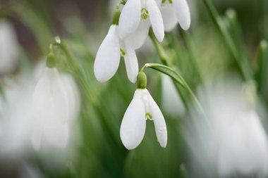 Çiçek açan orman çayırı, beyaz Galanthus (kar damlaları) yakın plan. Avrupa 'da ilkbahar başı. Saf doğa, çevre koruma, ekoloji, peyzaj, bahçıvanlık, parfüm. Barış ve neşe kavramları