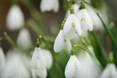 Çiçek açan orman çayırı, beyaz Galanthus (kar damlaları) yakın plan. Avrupa 'da ilkbahar başı. Saf doğa, çevre koruma, ekoloji, peyzaj, bahçıvanlık, parfüm. Barış ve neşe kavramları