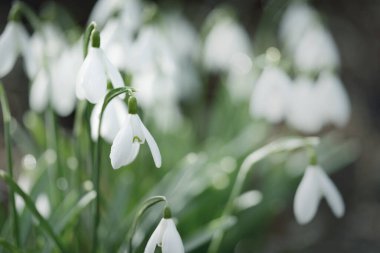 Çiçek açan orman çayırı, beyaz Galanthus (kar damlaları) yakın plan. Avrupa 'da ilkbahar başı. Saf doğa, çevre koruma, ekoloji, peyzaj, bahçıvanlık, parfüm. Barış ve neşe kavramları