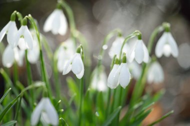 Çiçek açan orman çayırı, beyaz Galanthus (kar damlaları) yakın plan. Avrupa 'da ilkbahar başı. Saf doğa, çevre koruma, ekoloji, peyzaj, bahçıvanlık, parfüm. Barış ve neşe kavramları
