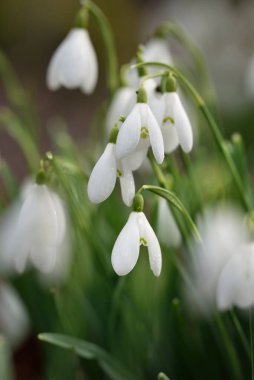 Çiçek açan orman çayırı, beyaz Galanthus (kar damlaları) yakın plan. Avrupa 'da ilkbahar başı. Saf doğa, çevre koruma, ekoloji, peyzaj, bahçıvanlık, parfüm. Barış ve neşe kavramları