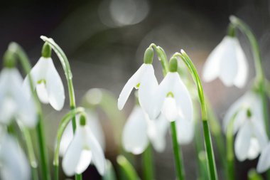 Çiçek açan orman çayırı, beyaz Galanthus (kar damlaları) yakın plan. Avrupa 'da ilkbahar başı. Saf doğa, çevre koruma, ekoloji, peyzaj, bahçıvanlık, parfüm. Barış ve neşe kavramları