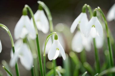 Çiçek açan orman çayırı, beyaz Galanthus (kar damlaları) yakın plan. Avrupa 'da ilkbahar başı. Saf doğa, çevre koruma, ekoloji, peyzaj, bahçıvanlık, parfüm. Barış ve neşe kavramları