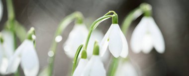 Çiçek açan orman çayırı, beyaz Galanthus (kar damlaları) yakın plan. Avrupa 'da ilkbahar başı. Saf doğa, çevre koruma, ekoloji, peyzaj, bahçıvanlık, parfüm. Barış ve neşe kavramları