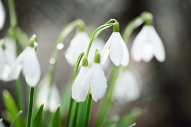 Çiçek açan orman çayırı, beyaz Galanthus (kar damlaları) yakın plan. Avrupa 'da ilkbahar başı. Saf doğa, çevre koruma, ekoloji, peyzaj, bahçıvanlık, parfüm. Barış ve neşe kavramları