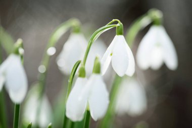 Çiçek açan orman çayırı, beyaz Galanthus (kar damlaları) yakın plan. Avrupa 'da ilkbahar başı. Saf doğa, çevre koruma, ekoloji, peyzaj, bahçıvanlık, parfüm. Barış ve neşe kavramları