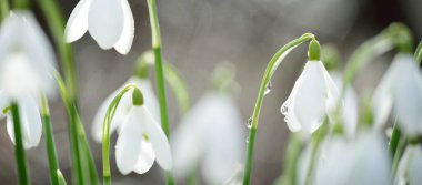 Çiçek açan orman çayırı, beyaz Galanthus (kar damlaları) yakın plan. Avrupa 'da ilkbahar başı. Saf doğa, çevre koruma, ekoloji, peyzaj, bahçıvanlık, parfüm. Barış ve neşe kavramları