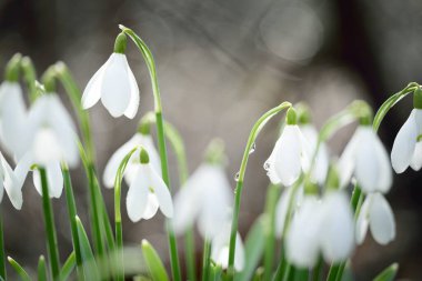 Çiçek açan orman çayırı, beyaz Galanthus (kar damlaları) yakın plan. Avrupa 'da ilkbahar başı. Saf doğa, çevre koruma, ekoloji, peyzaj, bahçıvanlık, parfüm. Barış ve neşe kavramları