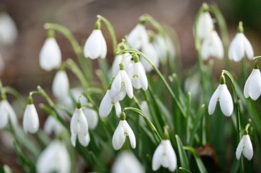 Çiçek açan orman çayırı, beyaz Galanthus (kar damlaları) yakın plan. Avrupa 'da ilkbahar başı. Saf doğa, çevre koruma, ekoloji, peyzaj, bahçıvanlık, parfüm. Barış ve neşe kavramları