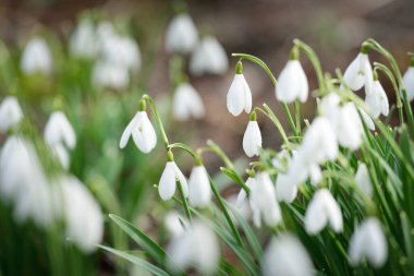 Çiçek açan orman çayırı, beyaz Galanthus (kar damlaları) yakın plan. Avrupa 'da ilkbahar başı. Saf doğa, çevre koruma, ekoloji, peyzaj, bahçıvanlık, parfüm. Barış ve neşe kavramları