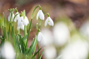 Çiçek açan orman çayırı, beyaz Galanthus (kar damlaları) yakın plan. Avrupa 'da ilkbahar başı. Saf doğa, çevre koruma, ekoloji, peyzaj, bahçıvanlık, parfüm. Barış ve neşe kavramları