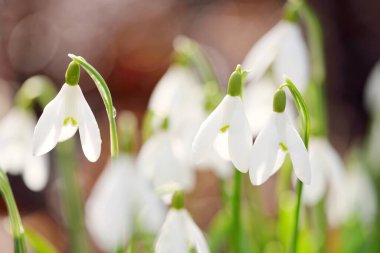 Çiçek açan orman çayırı, beyaz Galanthus (kar damlaları) yakın plan. Avrupa 'da ilkbahar başı. Saf doğa, çevre koruma, ekoloji, peyzaj, bahçıvanlık, parfüm. Barış ve neşe kavramları