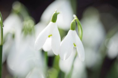 Çiçek açan orman çayırı, beyaz Galanthus (kar damlaları) yakın plan. Avrupa 'da ilkbahar başı. Saf doğa, çevre koruma, ekoloji, peyzaj, bahçıvanlık, parfüm. Barış ve neşe kavramları