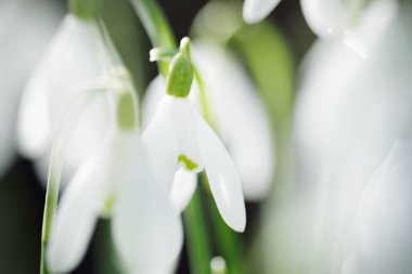 Çiçek açan orman çayırı, beyaz Galanthus (kar damlaları) yakın plan. Avrupa 'da ilkbahar başı. Saf doğa, çevre koruma, ekoloji, peyzaj, bahçıvanlık, parfüm. Barış ve neşe kavramları