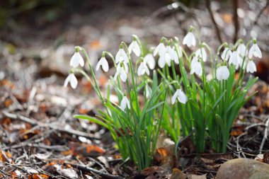 Çiçek açan beyaz Galanthus ormanının zemininde. Avrupa 'da ilkbahar başı. Saf doğa, çevre koruma, ekoloji, bahçıvanlık, peyzaj, vatandaşlık. Makrofotoğrafçılık
